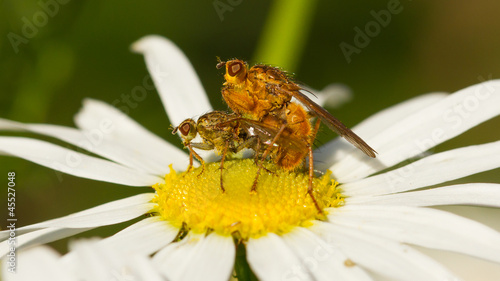 Flies mating on a white flower
