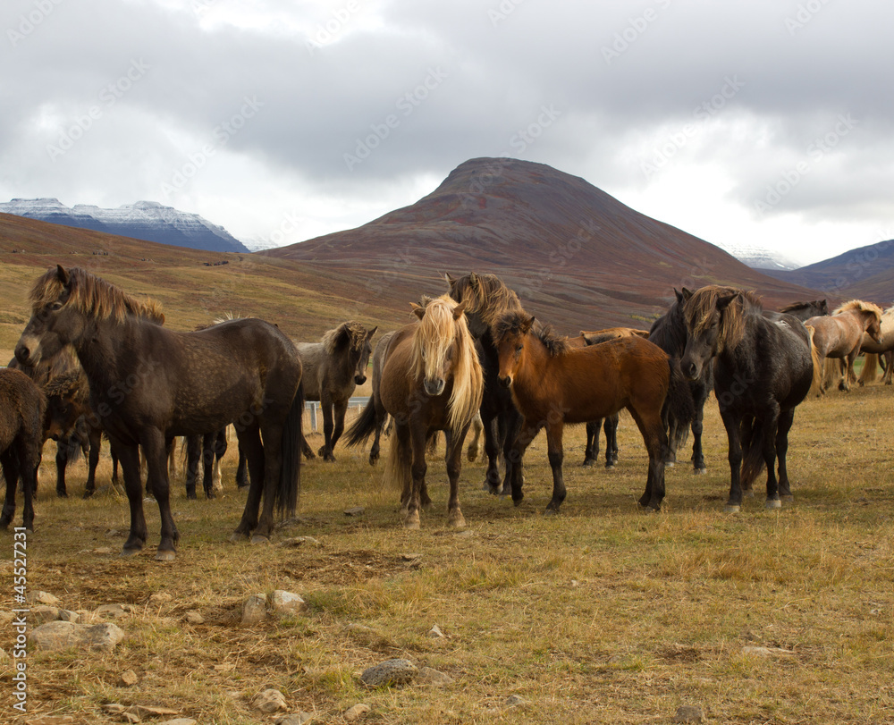 Obraz premium Islandpferde