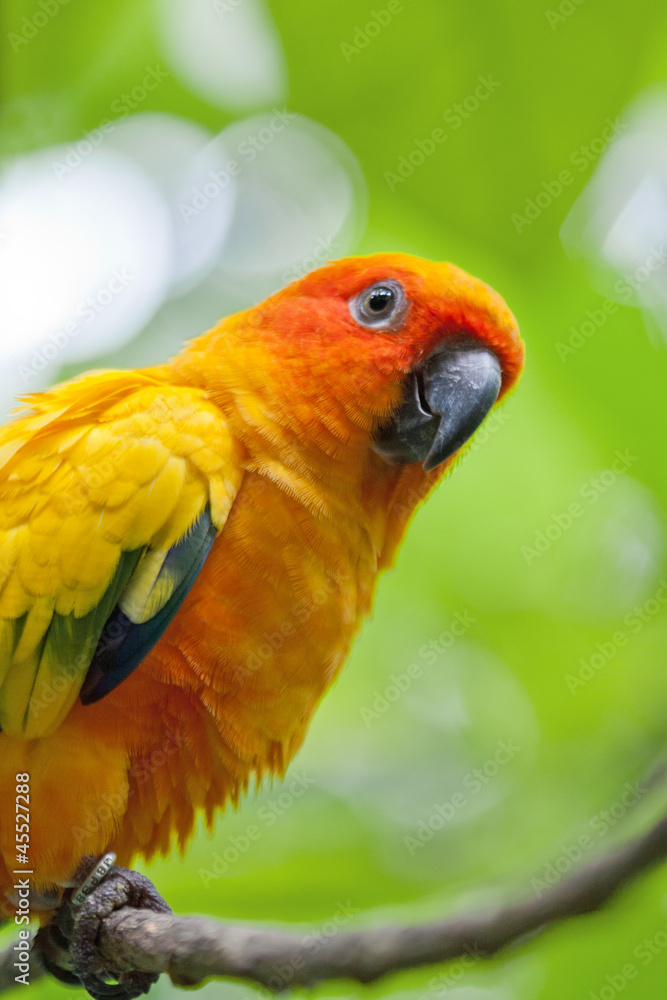 Closeup of a colorful and exotic parrot.