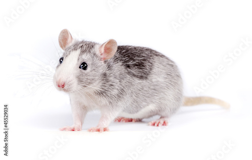 cute little rat on white background