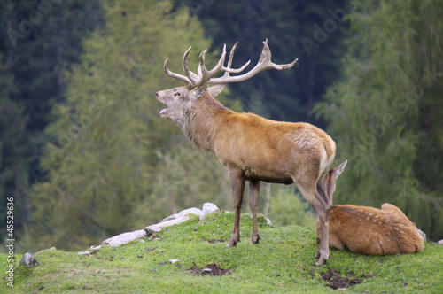 Hirschbrunft photo