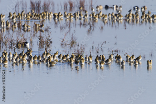 Golden-Plover