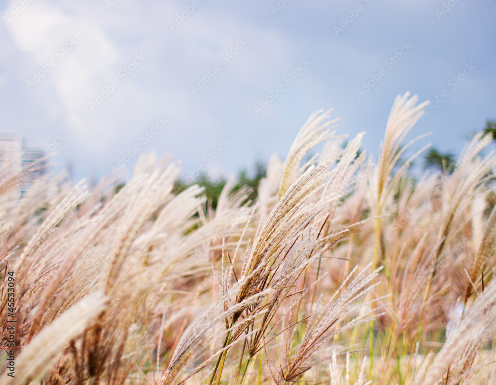 © mindweb2 - reeds