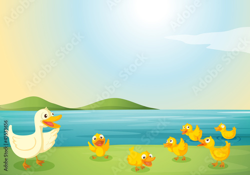 ducks