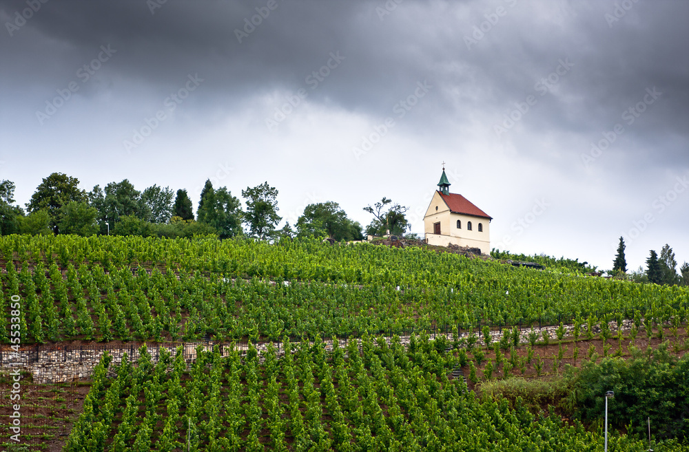 Vine rows on a hill in Troja, Prague