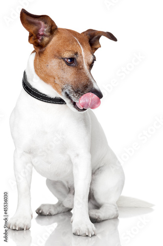 hungry dog licking tongue © Javier brosch