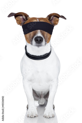 blindfold dog cover eyes © Javier brosch