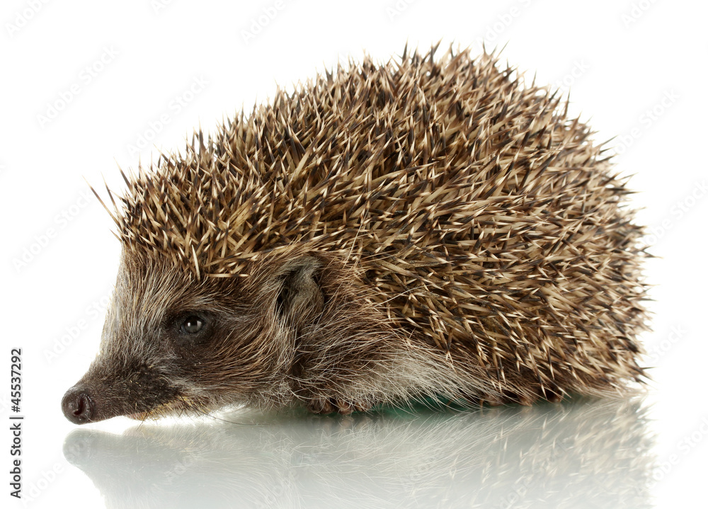 Fototapeta premium Hedgehog, isolated on white