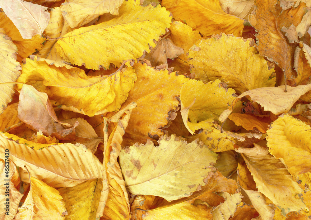 Autumn background. Yellow leaves Autumn background. Yellow leaves