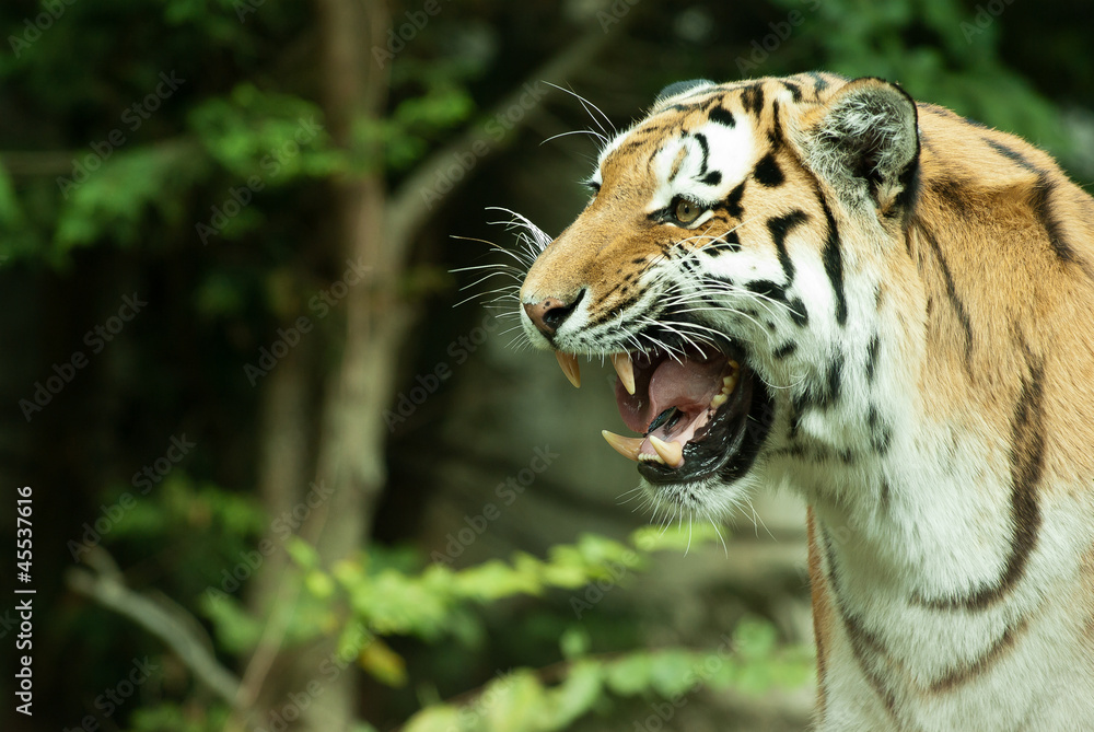 Fototapeta premium Tiger closeup