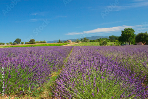 View of the landscape with lavender field