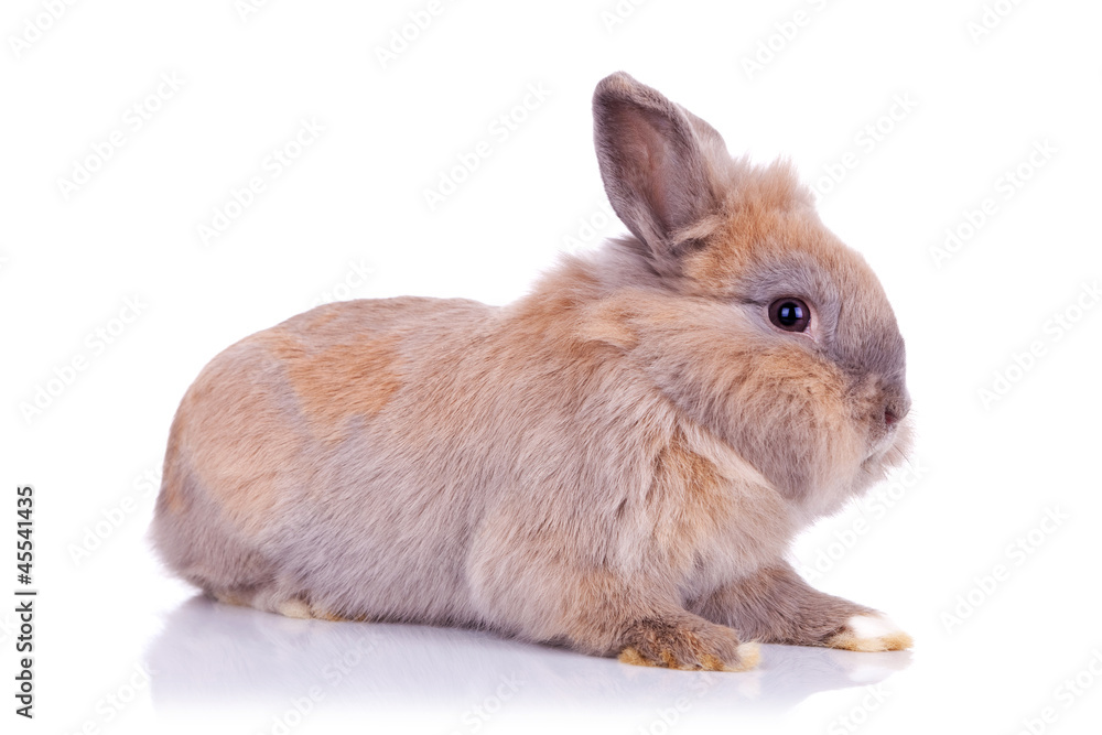 Obraz premium fluffy brown bunny
