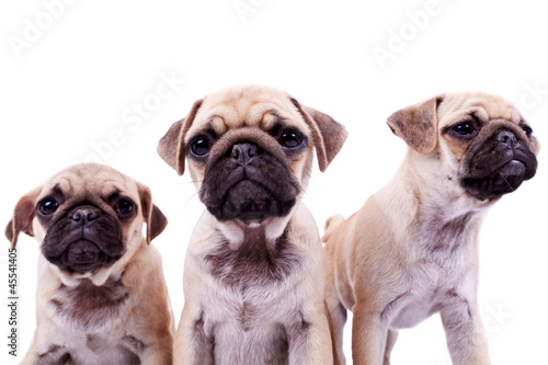 three curious pug puppy dogs