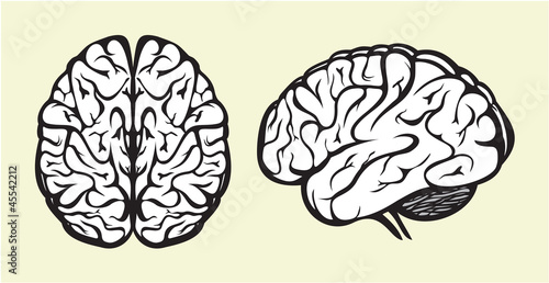 human brain