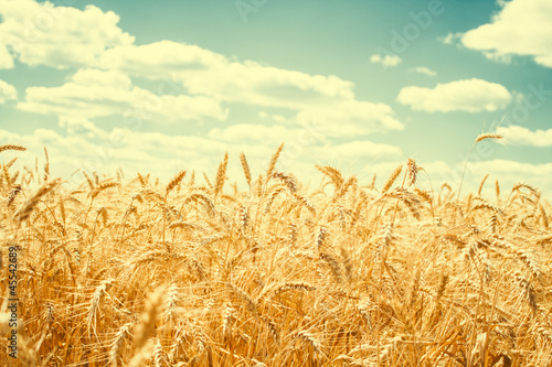 Gold wheat field and blue sky