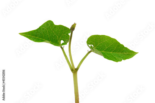 Foto Young runner bean seedling with two veined leaves