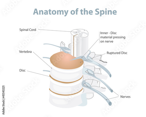 Anatomy of the Spine