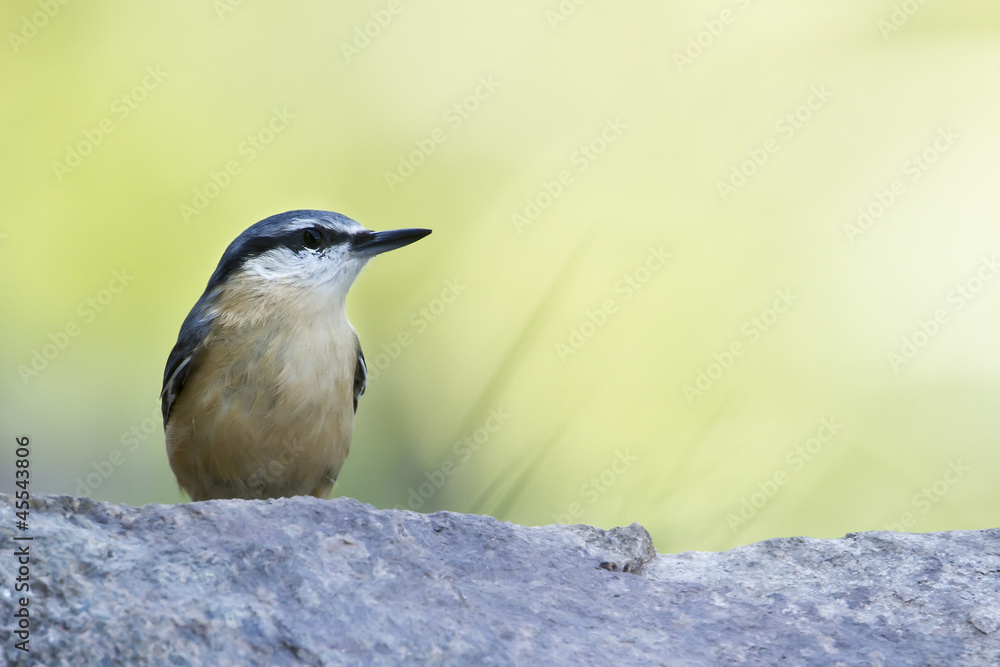 Fototapeta premium Sittelle torchepot