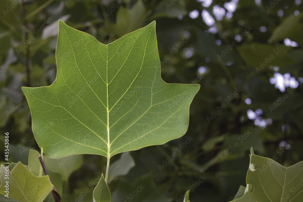 Green leaf Green leaf