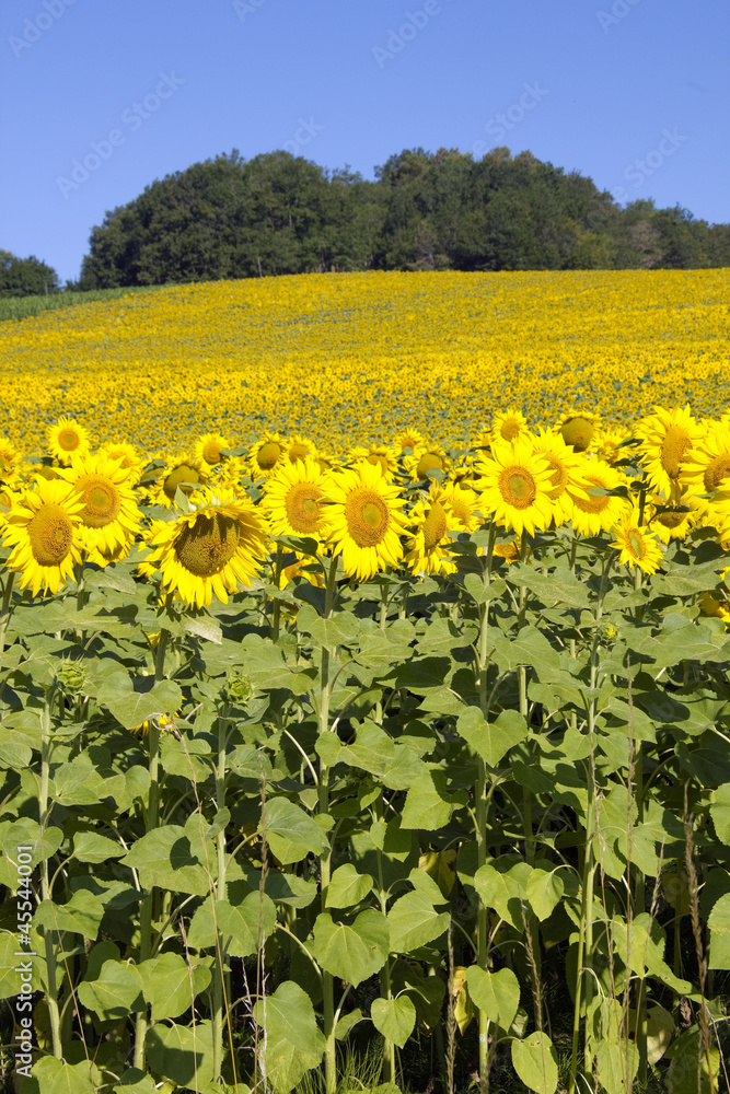 Fototapeta premium Edge of sunflower field