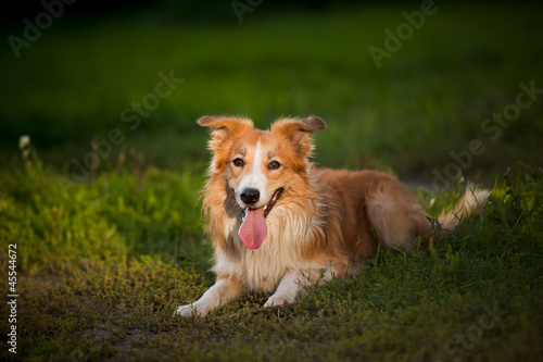 red dog border collie lying