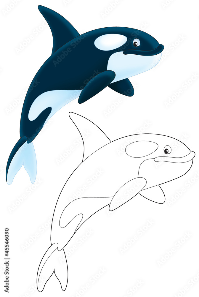 Obraz premium Orca diving