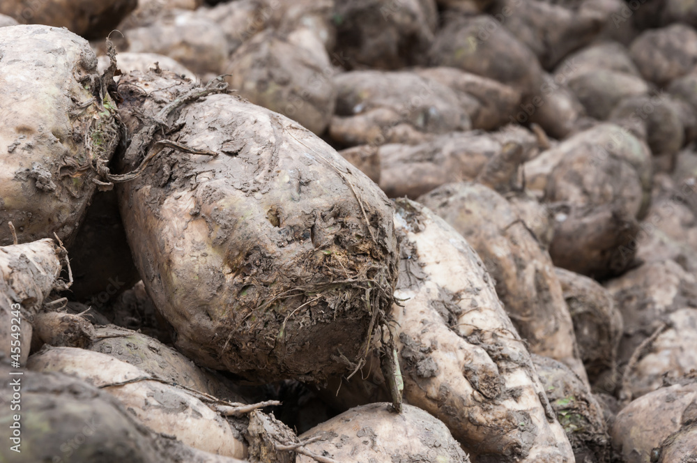 Close-up of a heap of sugar beets