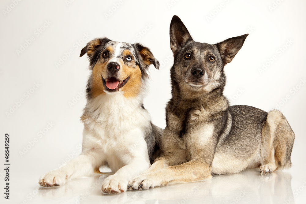 Fototapeta premium dogs