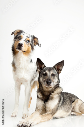 Wallpaper Mural Haustiere Torontodigital.ca