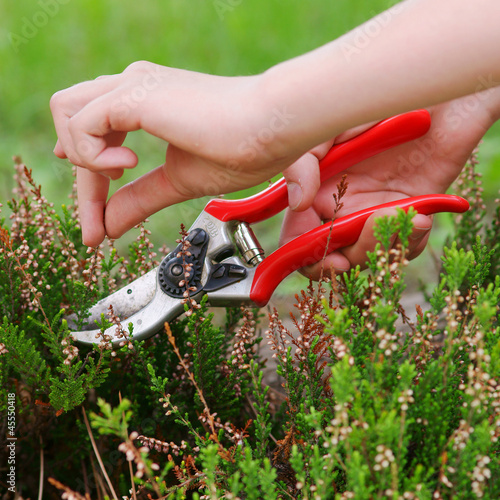 Heather pruning  with secateurs