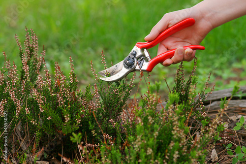 Heather pruning  with secateurs