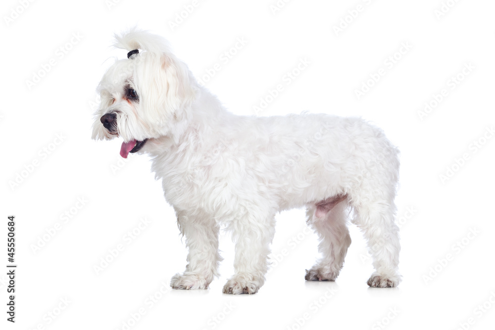 White Dog Isolated on White