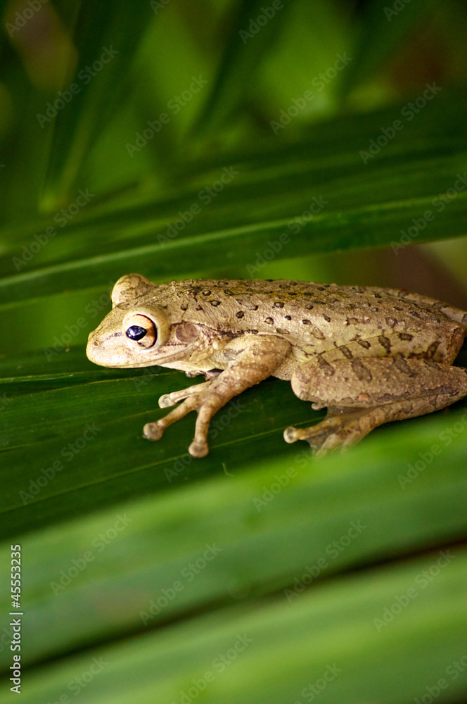 cuban tree frog on palm frond cuban tree frog on palm frond