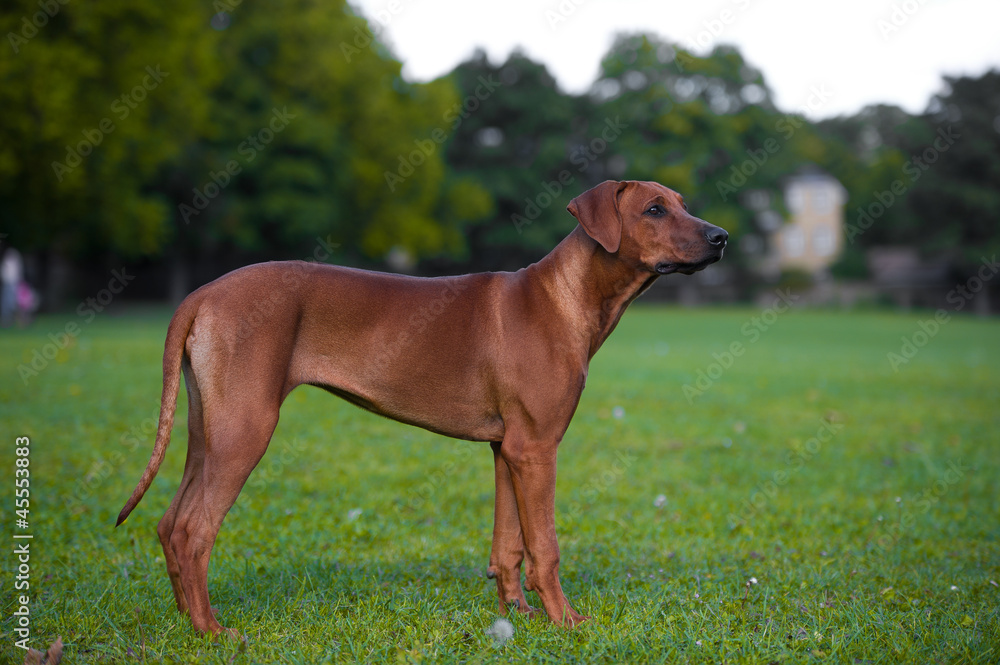 Beautiful dog rhodesian ridgeback puppy