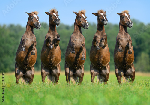 Fototapeta Naklejka Na Ścianę i Meble -  Five rear ponies
