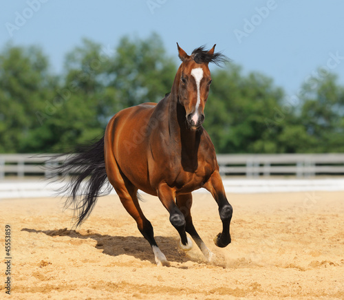 Trakehner red-bay color stallion in motion