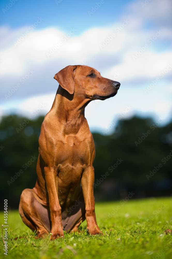 Beautiful dog rhodesian ridgeback puppy