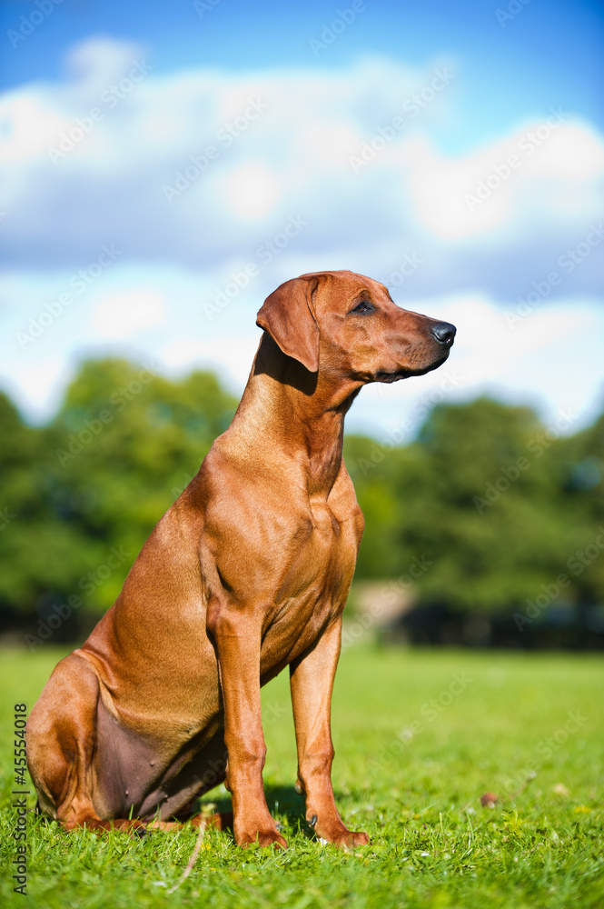 Beautiful dog rhodesian ridgeback puppy