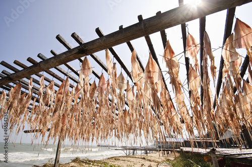 squid hanging to dry in open air photo