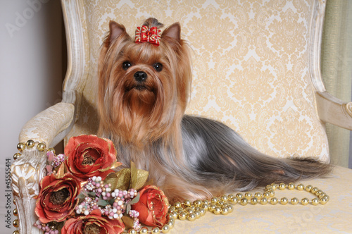 Portrait of yorkshire terrier