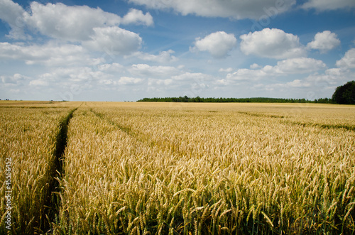 agriculture