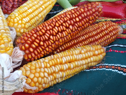 Close up shot of different colored corns over the table