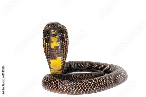 Black Pakistani Cobra - Naja naja photo