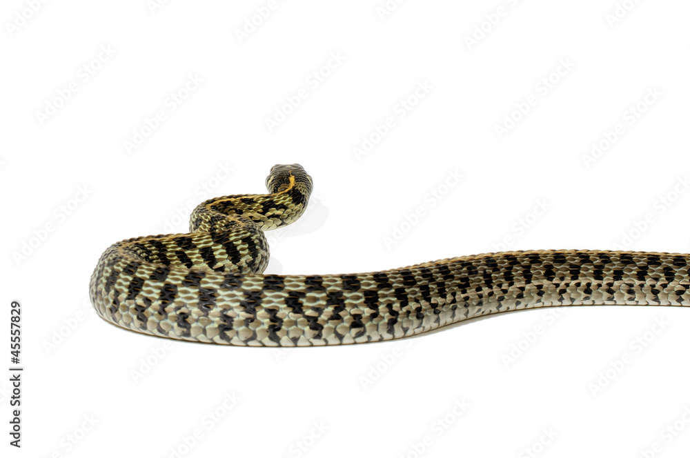 Fototapeta premium Garter Snake