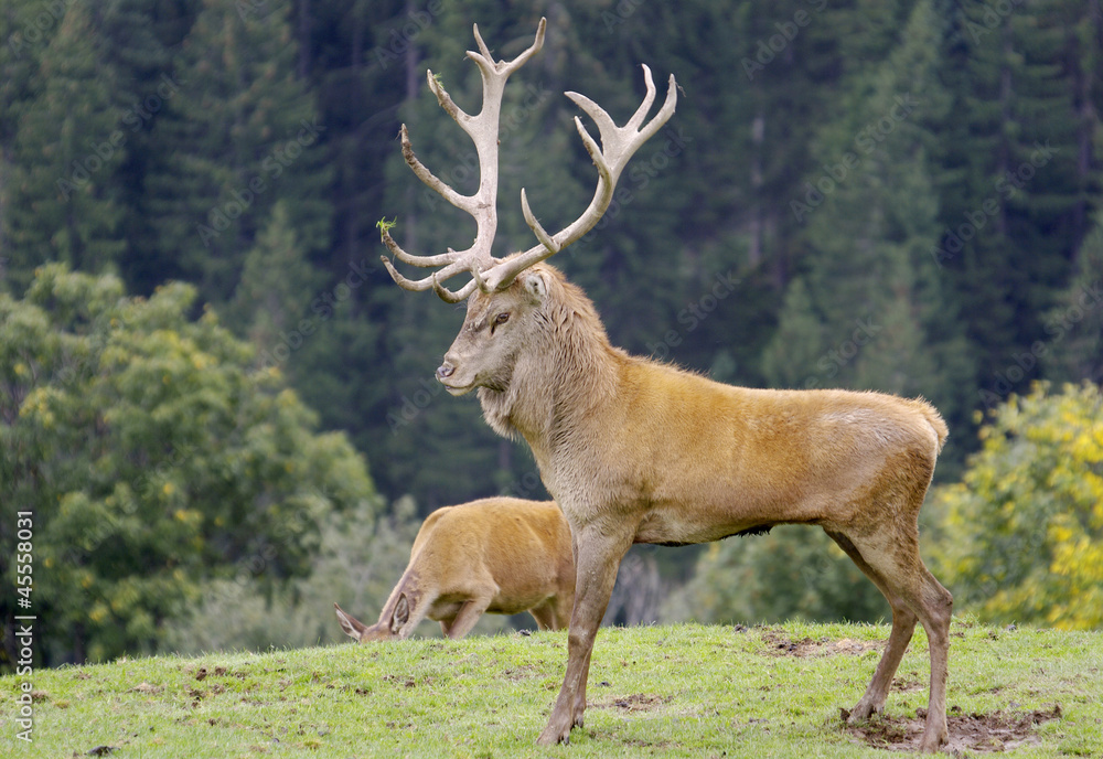 Fototapeta premium Der König des Waldes - Hirschbrunft
