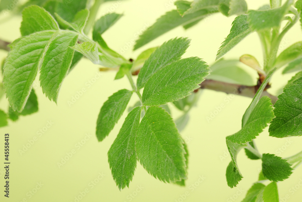 Branch with green leaves on green background