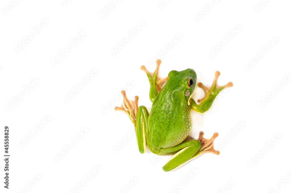 Naklejka premium White Lipped Tree Frog