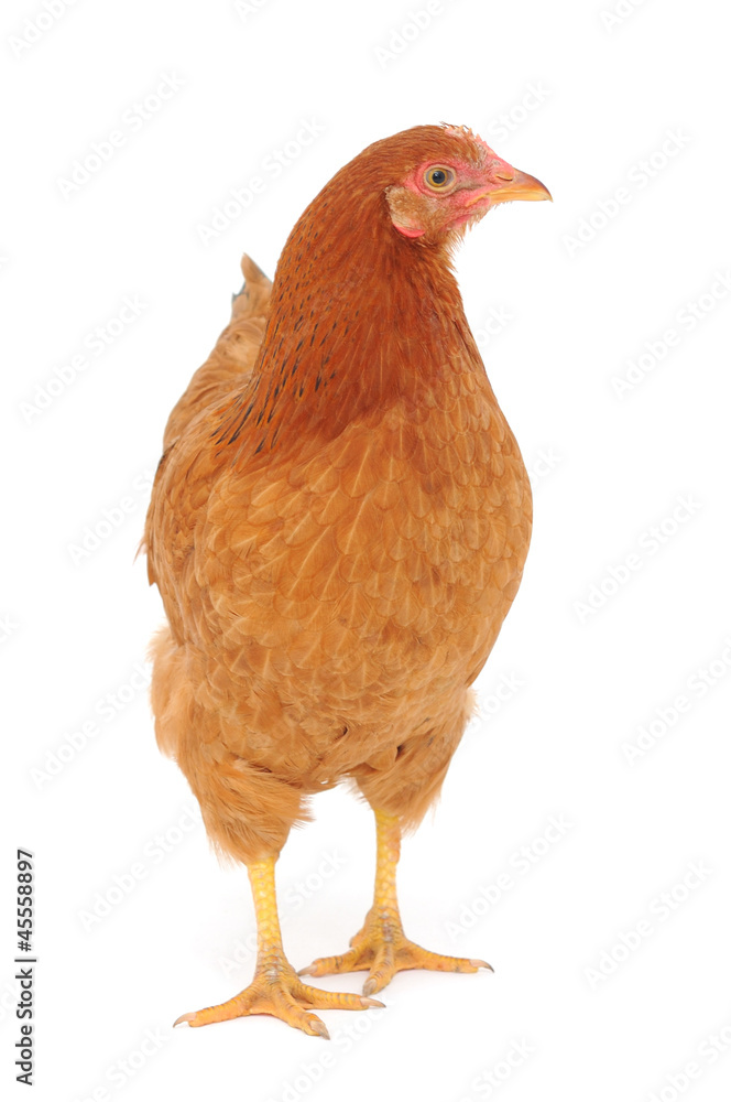 Fototapeta premium brown hen