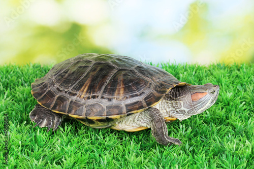 red ear turtle on grass on bright background