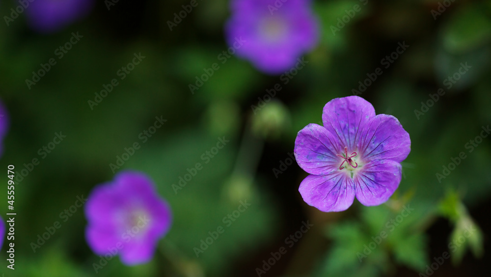 Obraz premium Purple Wild Geranium